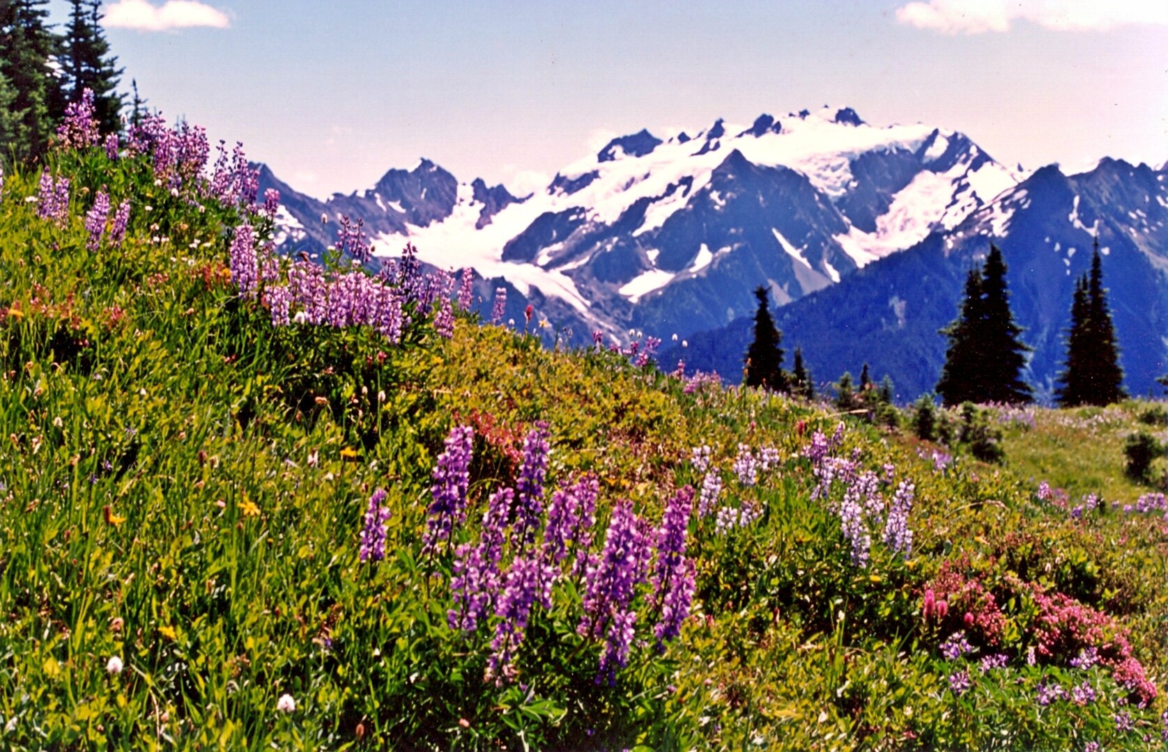 Alpine meadows and ridgelines on the upper slopes of Mount Olympus